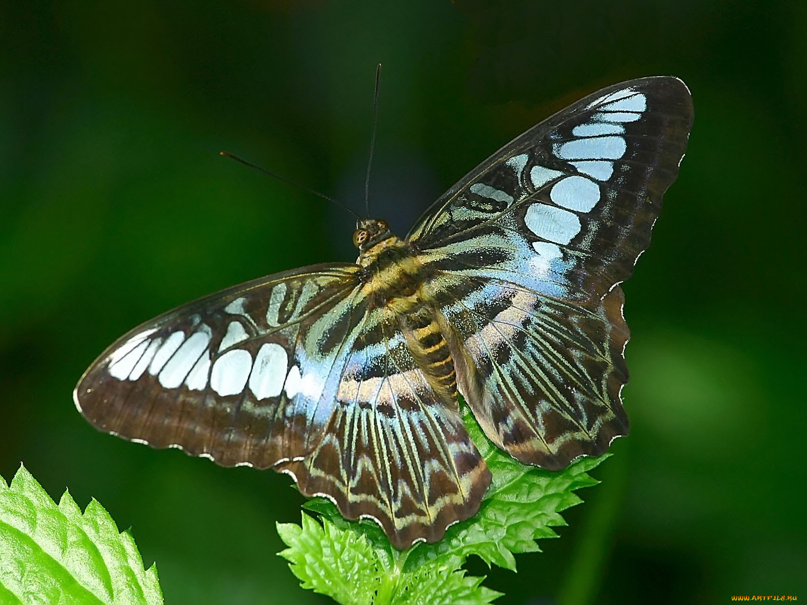 malaysian, blue, clipper, , 